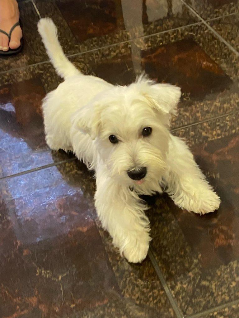 West Highland White Terrier Puppy Archie