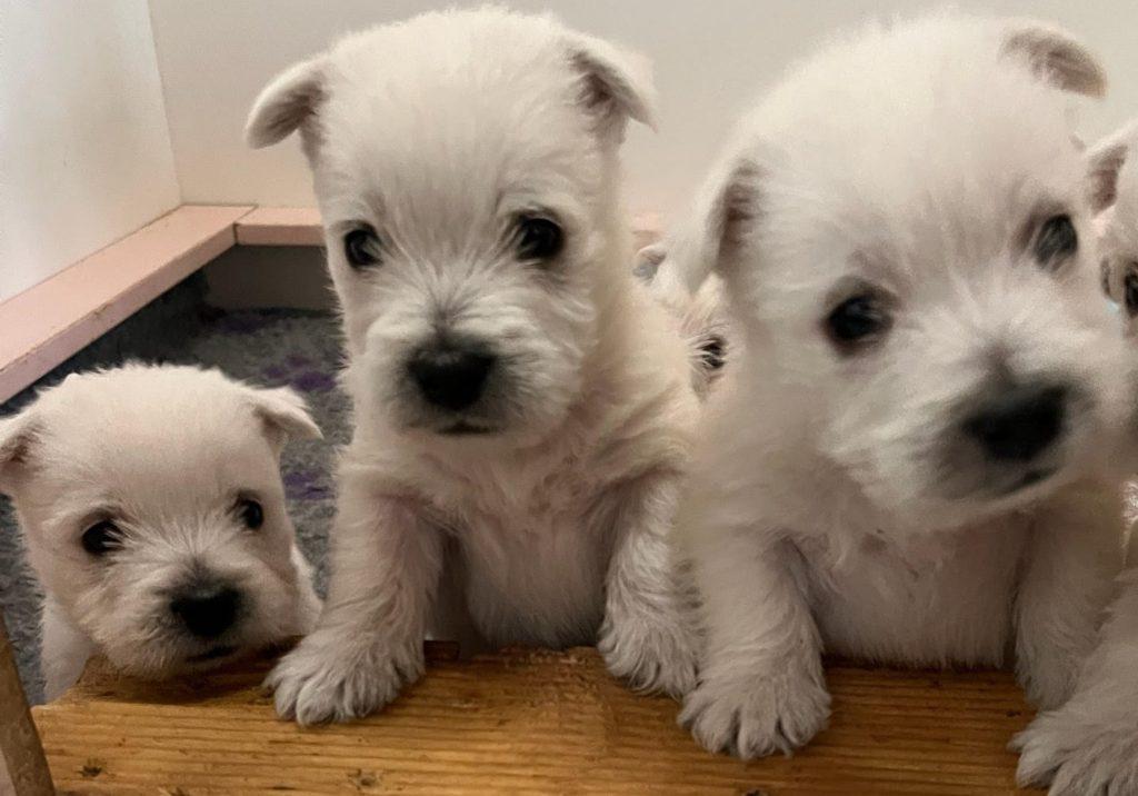 Westie Puppies