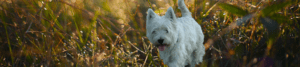 West Highland White Terrier's Header