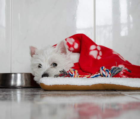 Westie Under a blanket