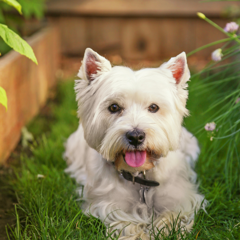 Westies, the perfect family pet choice.