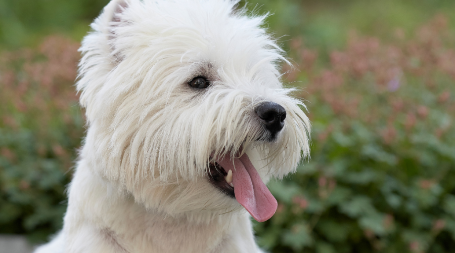 Westies, the perfect family pet choice.