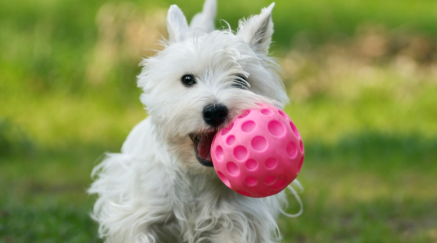 Westies, the perfect family pet choice, chasing a ball