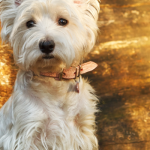 Westies, the perfect family Pet choice
