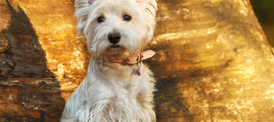 Westies, the perfect family Pet choice